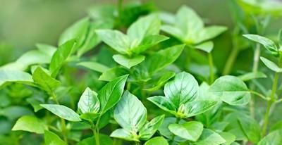 罗勒叶盆栽养殖方法