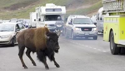 开车把羊撞死了走保险是否赔付(开车撞死一只羊保险公司理赔吗)