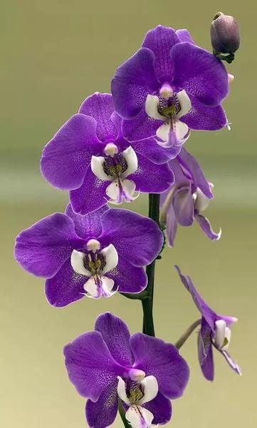 处级单位和局级单位有什么不一样(处级,厅级)