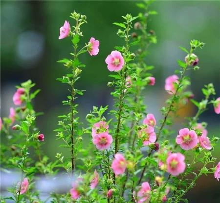 木槿开花期间用什么肥(木槿在开花的时候怎样施肥)