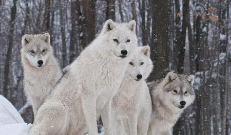 狼群中的狼王是怎么产生的