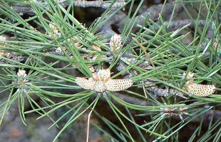 6年松树会开花吗(松树可以开花吗)