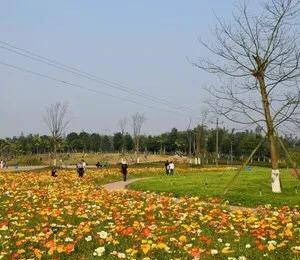 自贡花海最佳时间(自贡花海要门票吗)