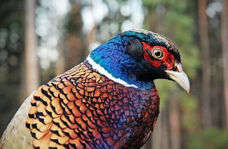 野鸡晚上怎么找到它