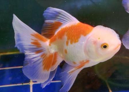 鱼游不动老是趴在缸底