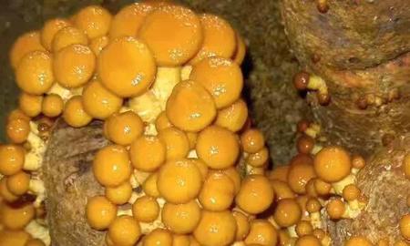 滑子菇怎么做汤(虾仁滑子蘑的做法)