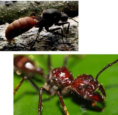 行军蚁和白蚁谁厉害(行军蚁和白蚁大战)