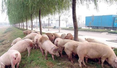 猪流感是哪一年(新型猪流感病毒最新消息)