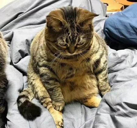 哪种猫咪掉毛少还粘人(蓝猫和田园猫)