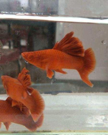 红箭鱼死亡原因(红箭鱼水温)