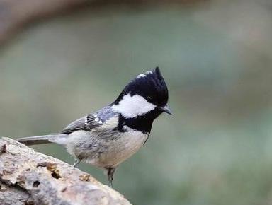 贝子鸟怎么养两只(一个笼子能养两只大山雀)