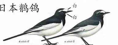 鸟是怎么建鸟窝