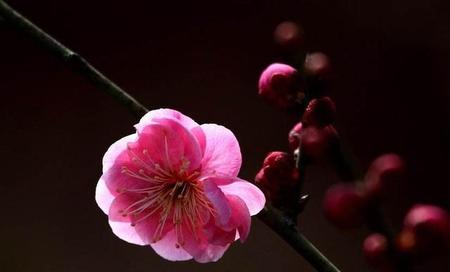 梅兰竹菊的精神分别是什么(梅兰竹菊七绝)