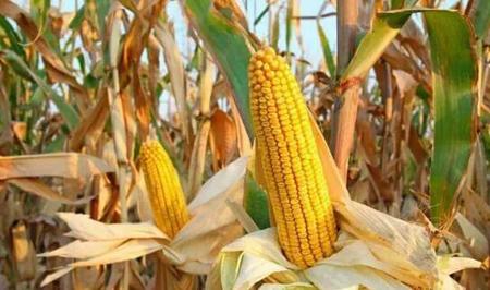 玉米品种产量高(产量最高的玉米种子是哪个品种)
