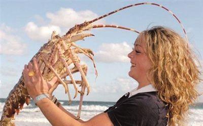 白肉与红肉的区别在哪里(红肉和白肉的脂肪含量)