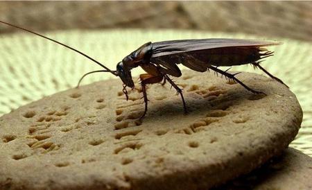 蟑螂窝怎么消灭最彻底(蟑螂怎样彻底消灭)