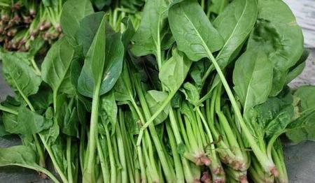 菠菜和青菜哪个营养价值高