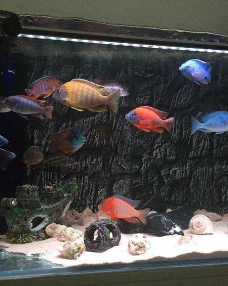 新做的鱼缸怎样消毒才能养鱼(新鱼缸怎么消毒开缸)