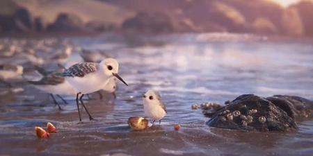 《鹬》动画短片(piper动画短片观后感)