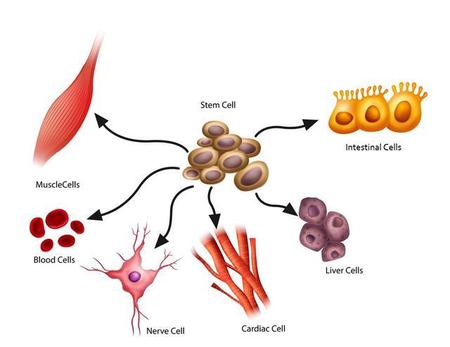 干细胞是指什么的细胞(干的细胞是指)