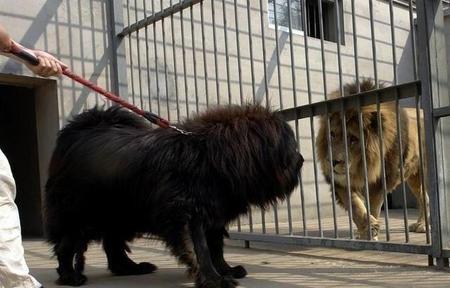 藏獒真的打的过老虎吗(纯种藏獒能打过老虎吗)