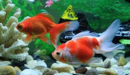金鱼怎么换水视频(金鱼换水的正确方法)