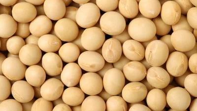 食用油分植物油和动物油的主要成分是(食用油分为植物油和动物油两大类,油的主要成分是)