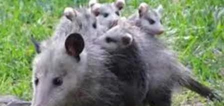 水能淹死老鼠吗(用水淹死老鼠需要多久)