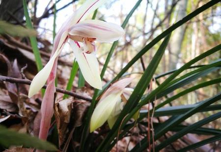 不同国家的国花(世界各国的国花)