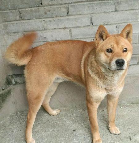 农村的狗为什么晚上一直叫