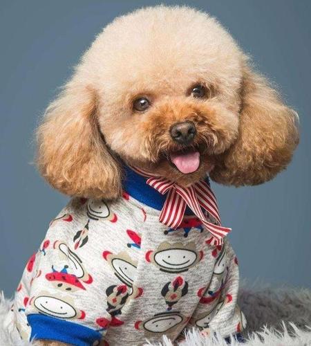 柯基跟比熊哪个好(比熊犬和柯基犬哪个好养)