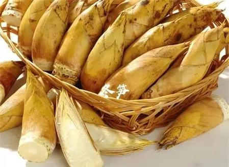 竹笋是哪个季节长出来的(竹笋几月份开始生长)