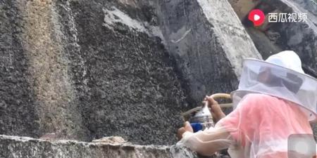 收蜂后剩下的蜜蜂怎么办