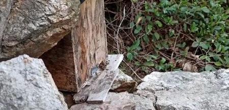 野蜜蜂分蜂期在什么时间(蜜蜂分蜂期在几月份)