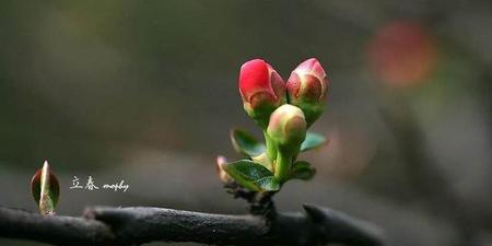 立春节气到了就表示春天到了吗(节气中的立春是什么意思)