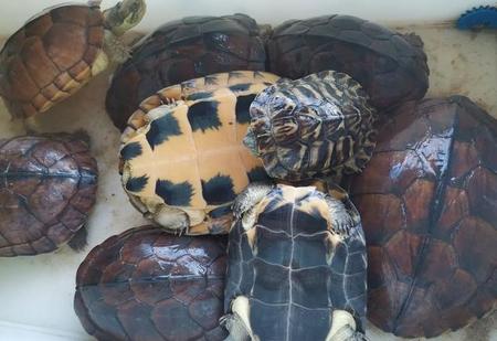 鱼缸里养乌龟好吗