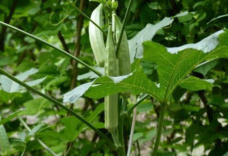 秋葵种子怎么催芽最好