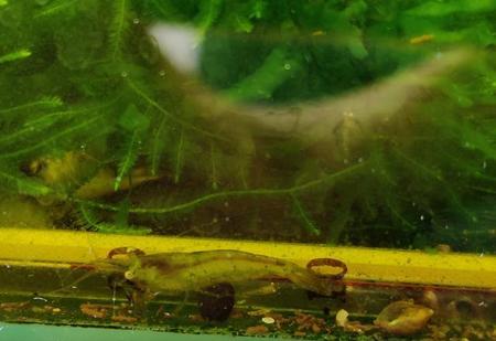 黑壳虾生出来的是卵还是小虾(黑壳虾产卵后多久能孵化出小虾)