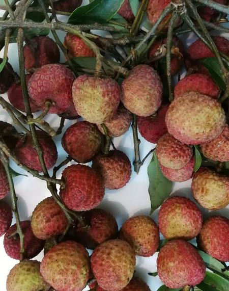 荔枝吃多了会得荔枝病吗(不确定有虫可以吃打虫药吗)