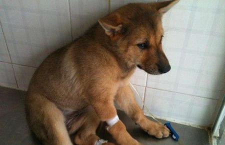 狗得了细小会传染给别的狗吗(细小会传染给别的狗吗)