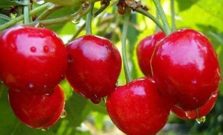樱桃有多少品种