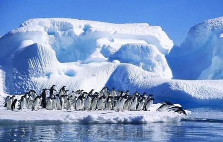 为什么南极比北极冷冷(南极和北极都是冰天雪地吗)