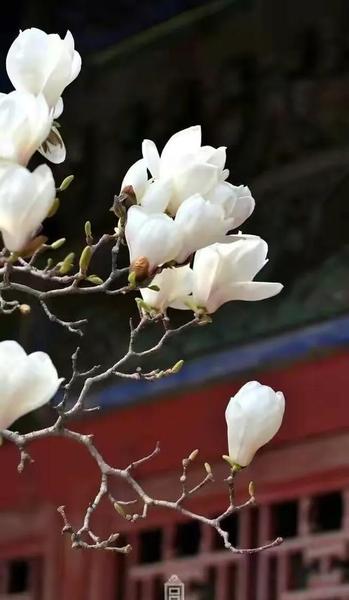 对文质彬彬的理解