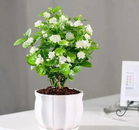 茉莉花多久施一次肥(茉莉花什么时候施肥)