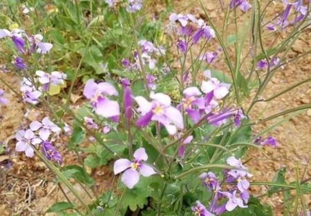 萝卜开花吗?(水浇多了植物开始蔫了怎么办)