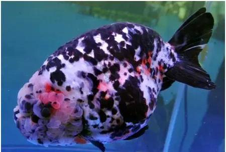 金鱼怎样吃食物