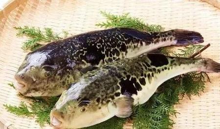 河豚是生活在海里还是生活在河里(海里有河豚)