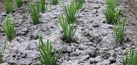 草木灰是什么性质的肥料(草木灰的主要成分是什么肥)