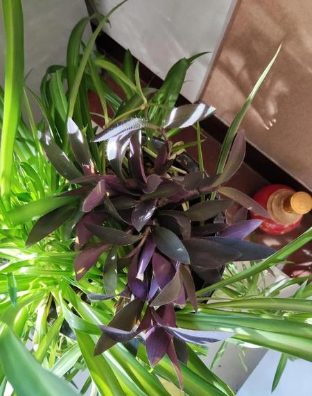 猝死是好死吗(猝死是修行来的)