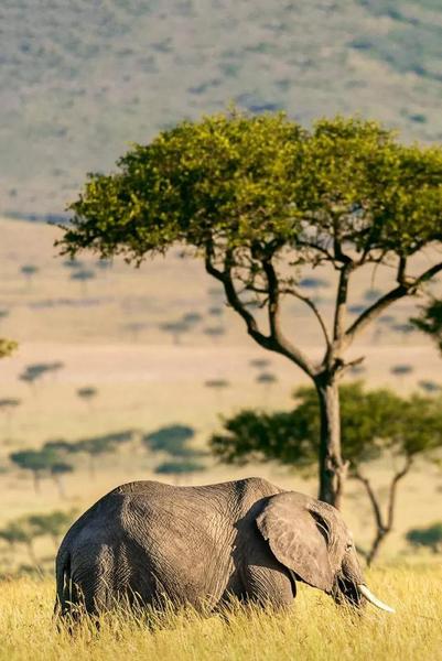 道德经哪本书解读的好(道德经最好的注解版本是哪个)